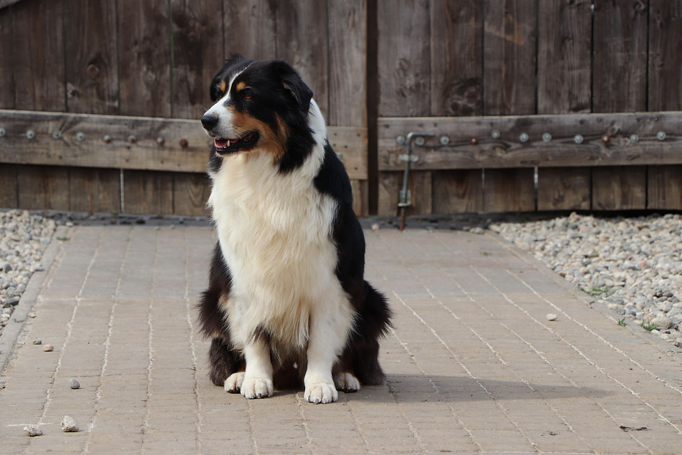 Cherry Australian Shepherd