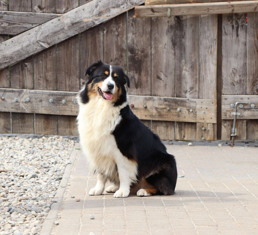 Cherry Australian Shepherd