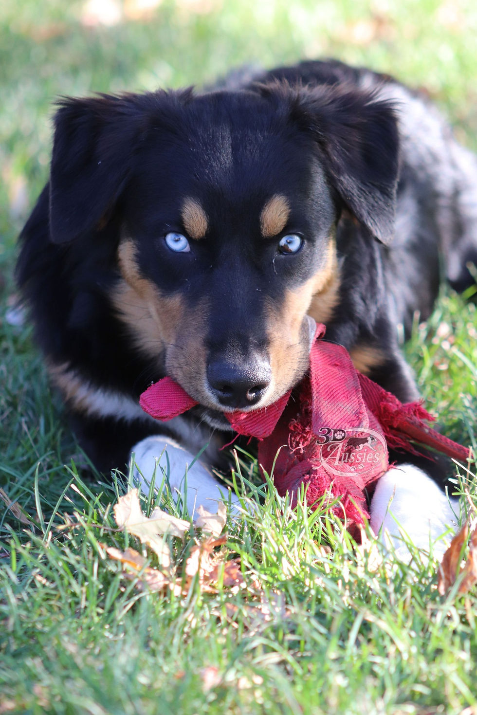 Chip Black Tri Color Australian Shepherd