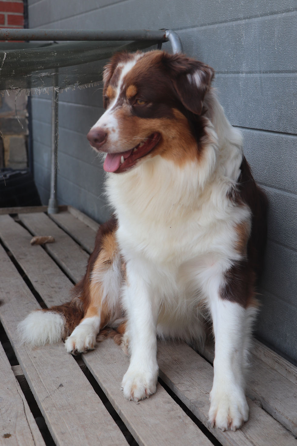 KENSI Australian Shepherd