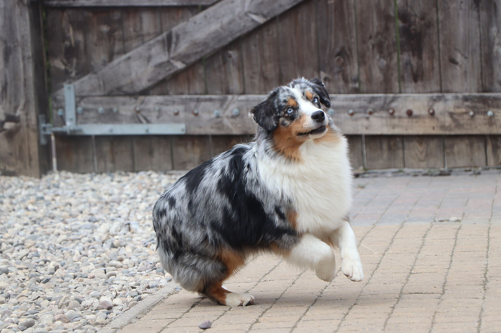Minnie Blue Merle MAS