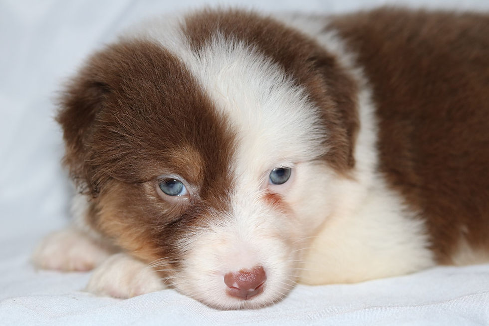 Red Tri color Teefje