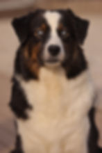 Cassie Australian Shepherd