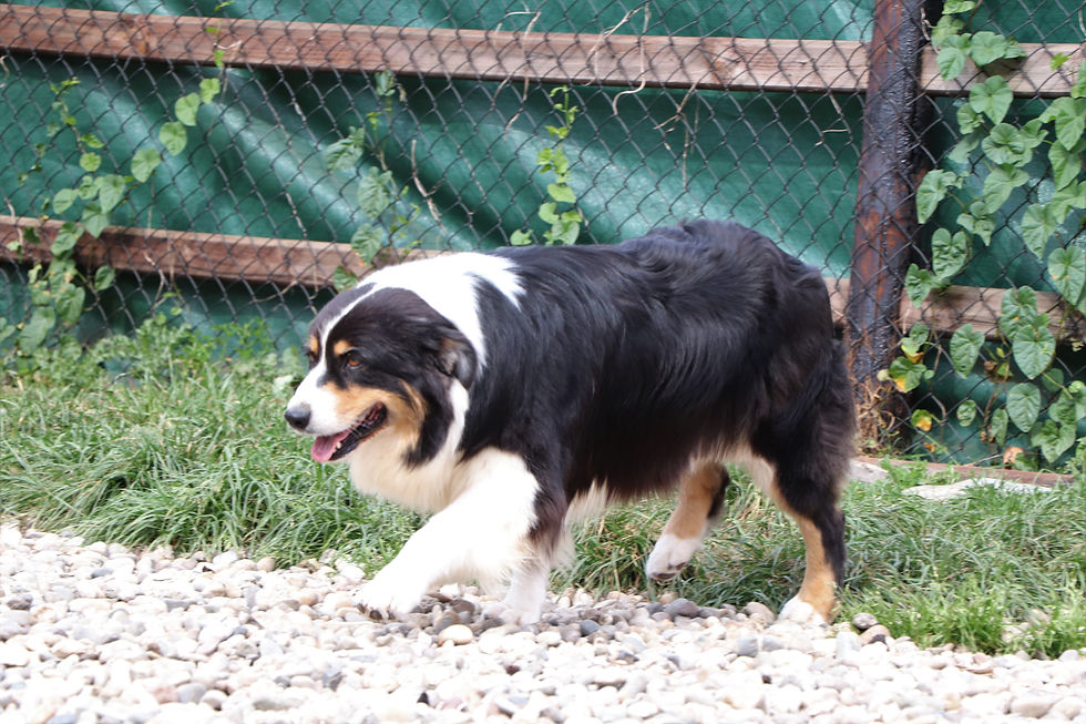 Cherry Australian Shepherd