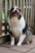 Queen Blue Merle Aussie
