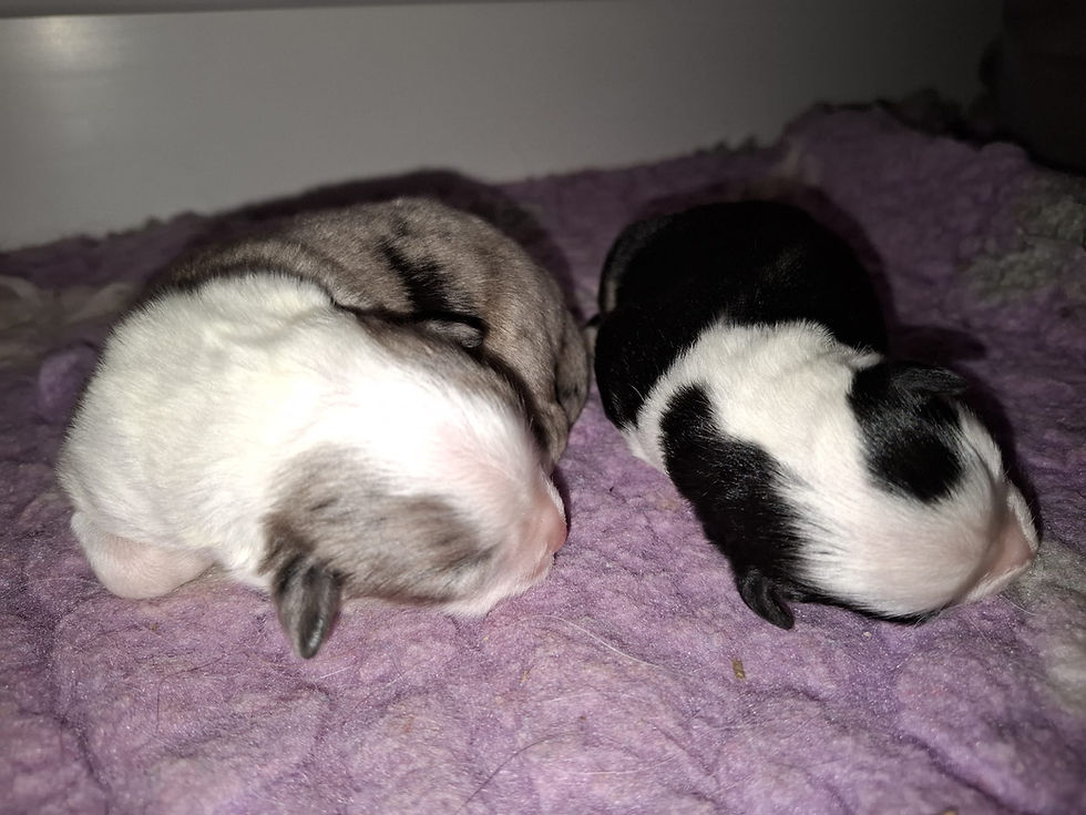 Daisy & Pepper pups (6)