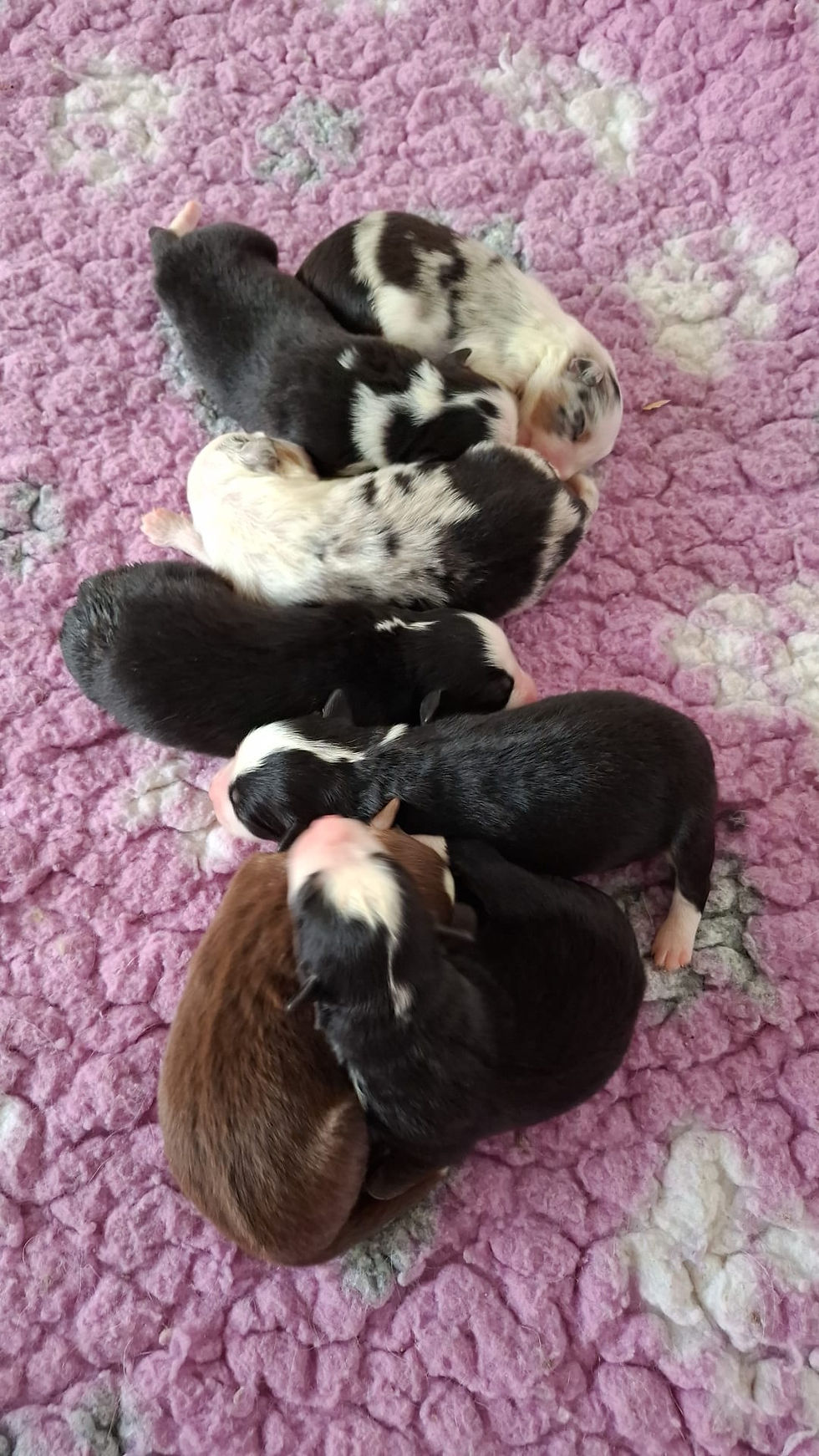 Yoshi & Gotti pups (1)