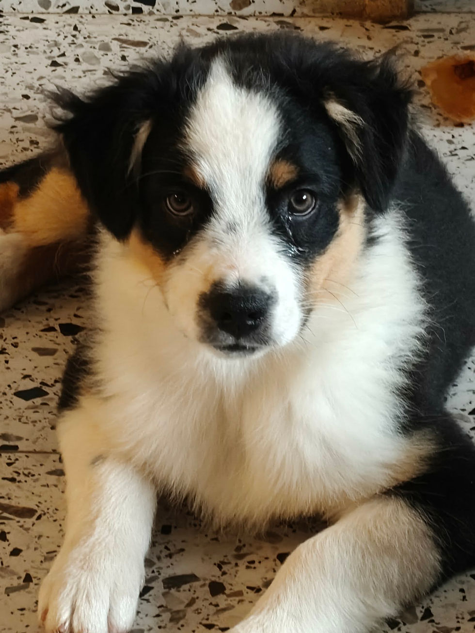 Standaard Aussie pup 15 weken super lief en sociaal