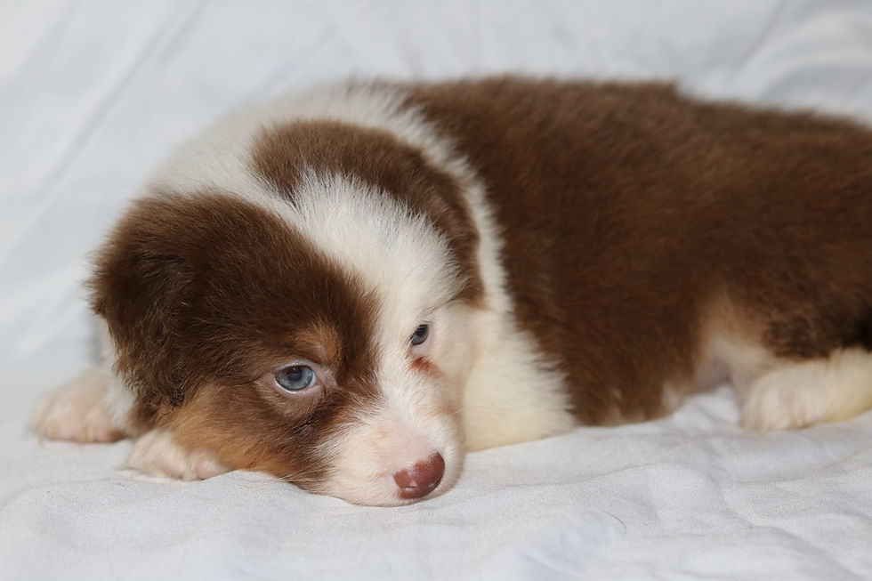 Red Tri color Teefje