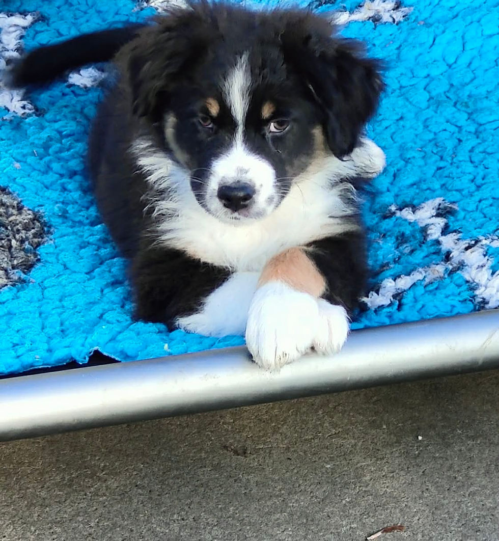 Black Teefje Tika x Trevor