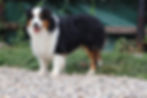 Buddy Black Tri Color Australian Shepherd