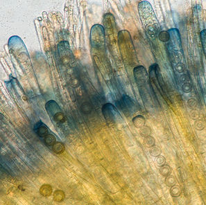 [영주먹] 평평한 존재론과의 조우, 딜레마 그리고