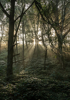 United_Kingdom_Forests_511635.jpeg