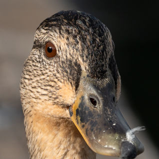 Duck Head