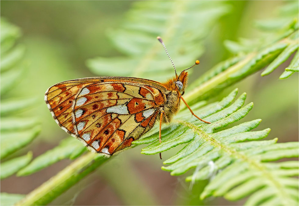 M2 Pearl-bordered Fritillary