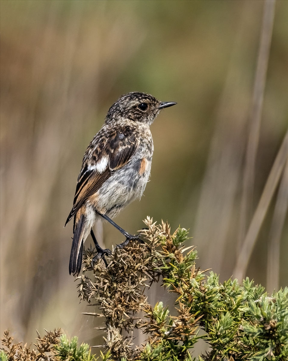 Fledgling Stonechat - Louise Walker