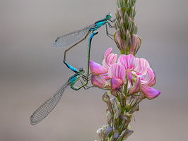 damselflies