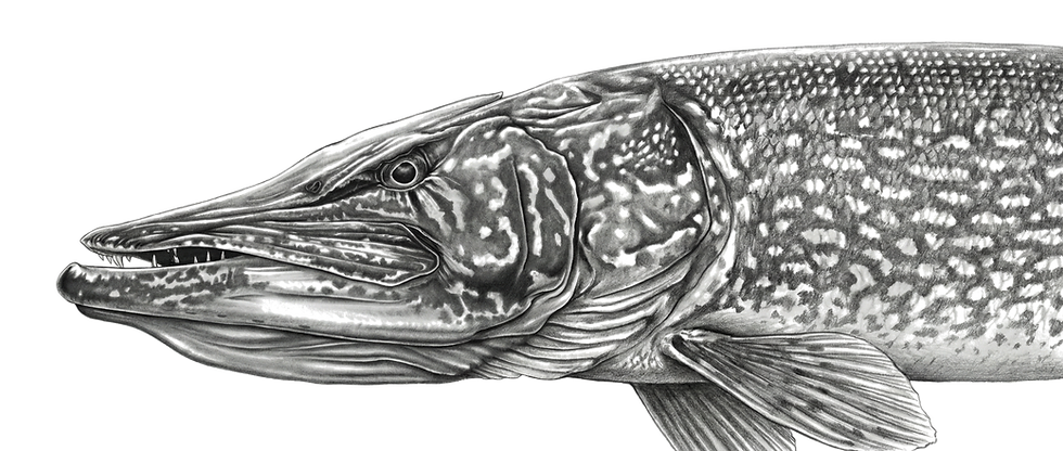 Illustration of a pike's head and body