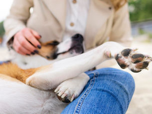 The Importance of Pet Joint Health: Caring for Your Furry Friend's Movement and Quality of Life