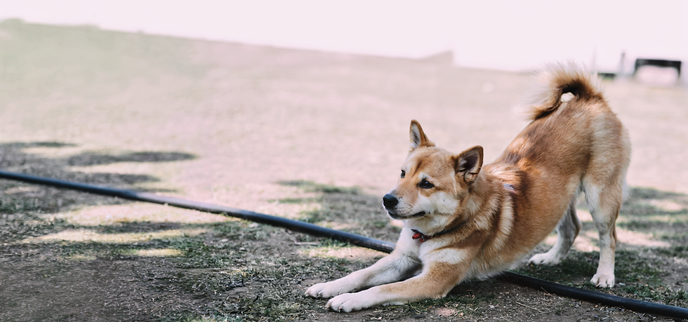shibainu