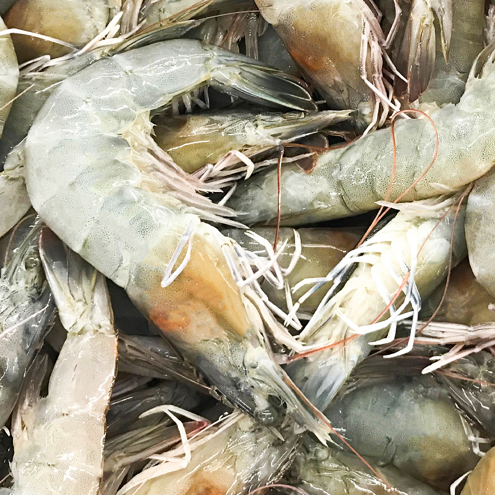 shrimp.png