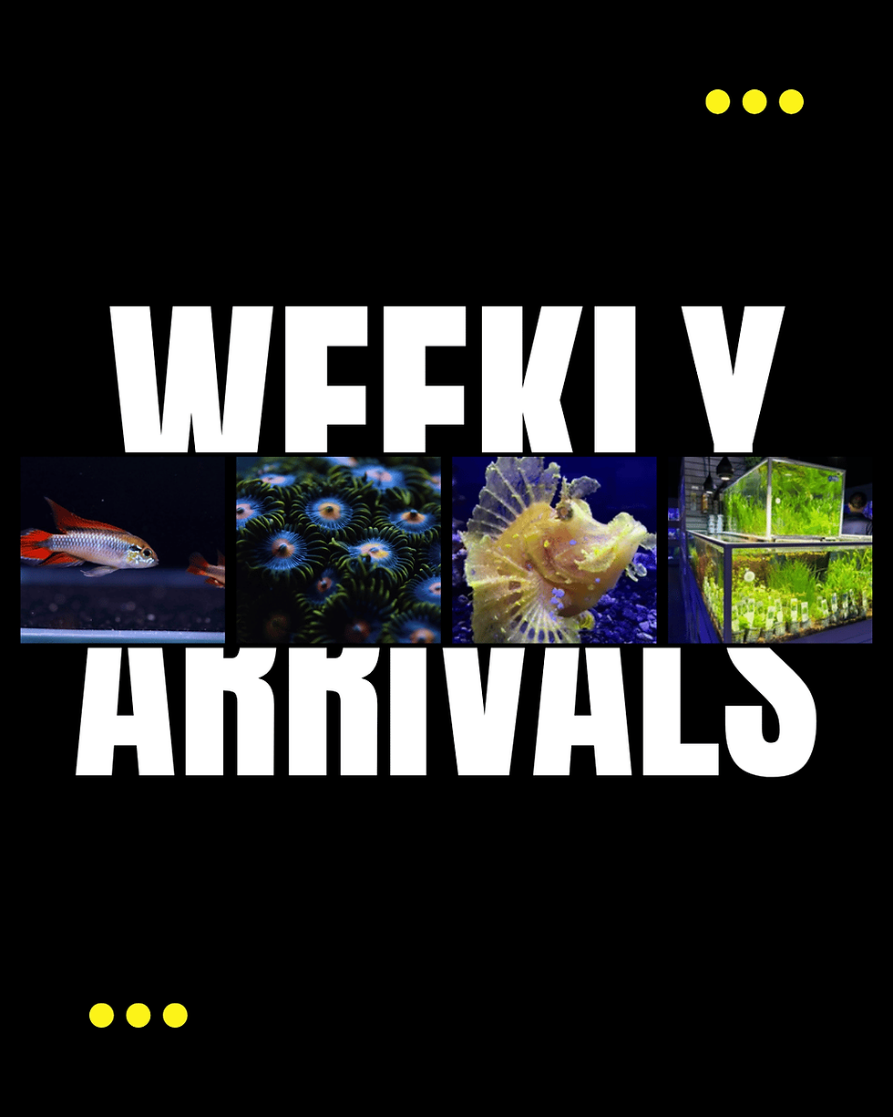 Weekly Arrivals.png