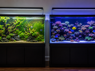 Two aquariums side by side.