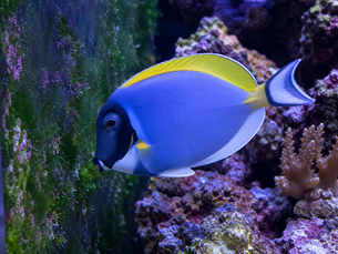 Powder Blue Tang