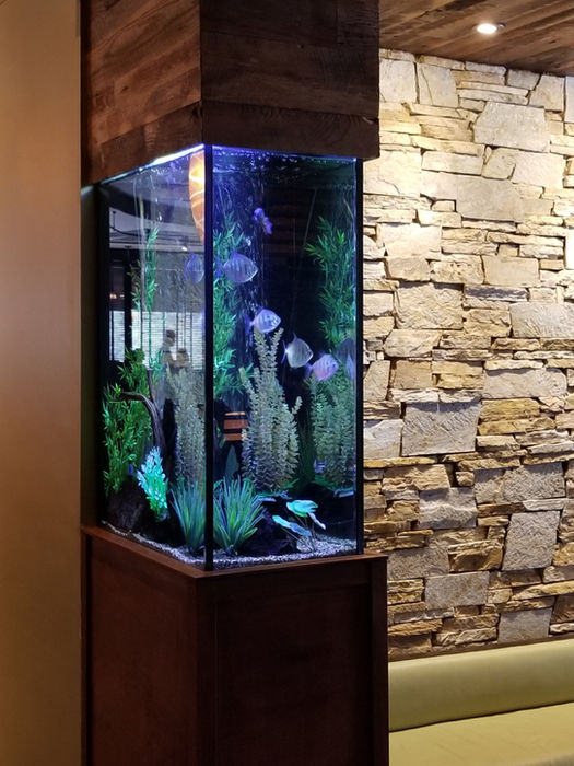 Elegant aquarium with fish, stone wall, and wooden accents.