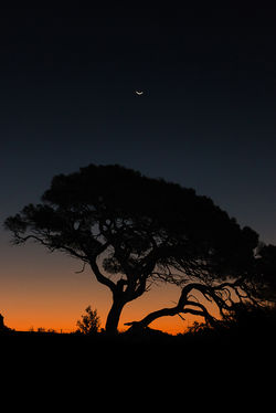 Orange Glow