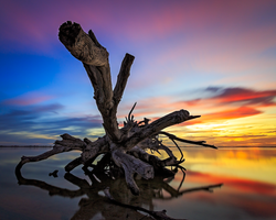 The Quiescent