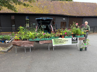 Plant Sale This Sunday