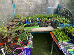April Plant Sale 2