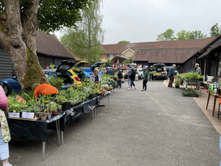 Charity Plant Sale This Sunday