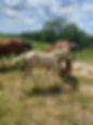 Foxxy 2021 Foal.jpeg
