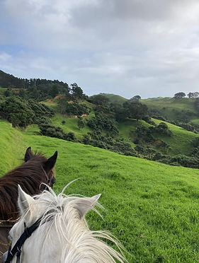 horses looking out over undulated farmland