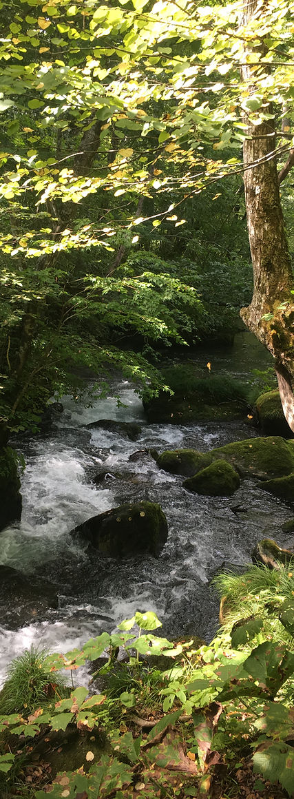 Virginia Forests