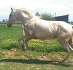 Origines Ussania du Dollar