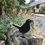 Thumbnail: BLACK BIRD- FENCE, POST AND GATE TOPPER