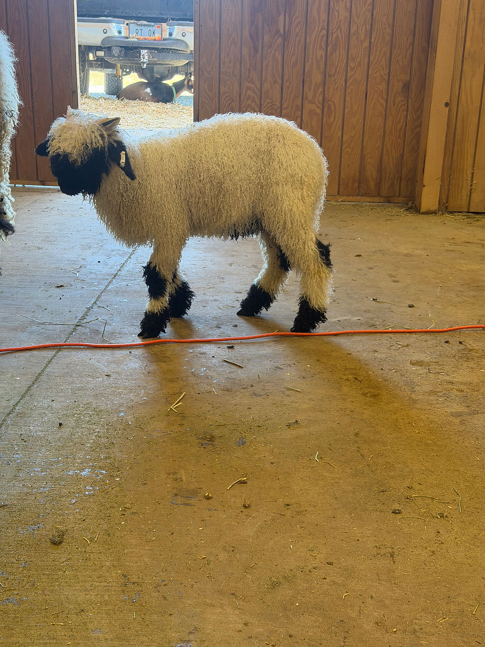 Thumbnail: F5 American pure bred valais blacknose ram lamb