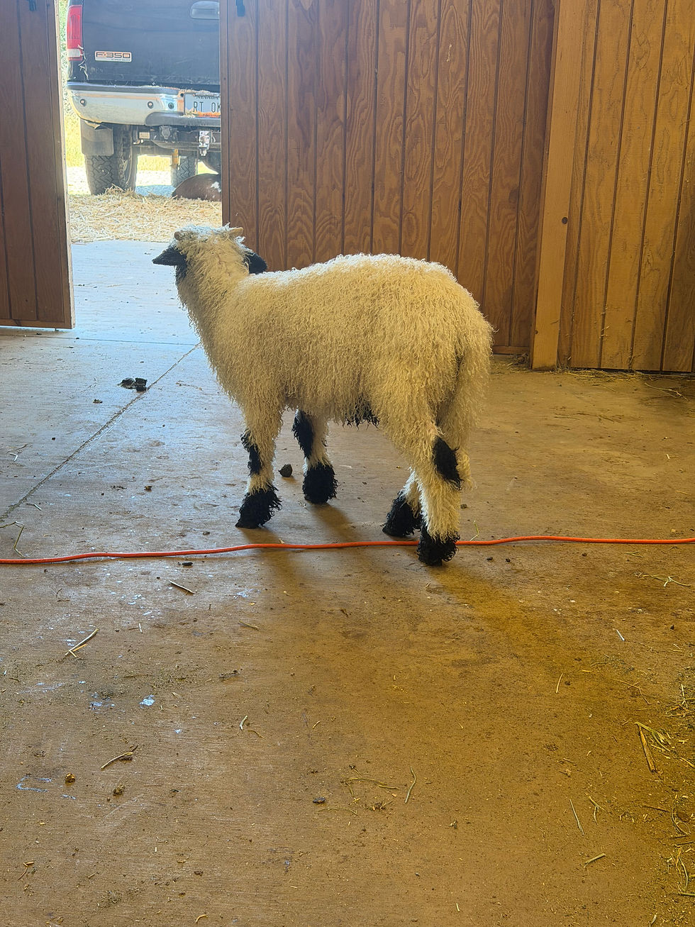 Thumbnail: F5 American pure bred valais blacknose ram lamb
