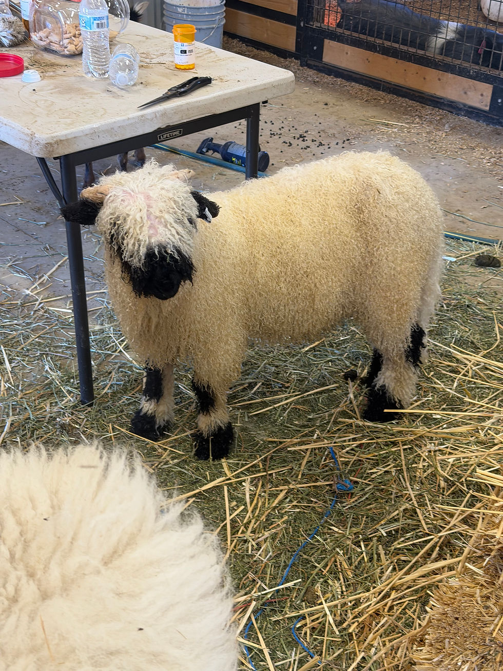 Thumbnail: F4 valais blacknose ram lamb