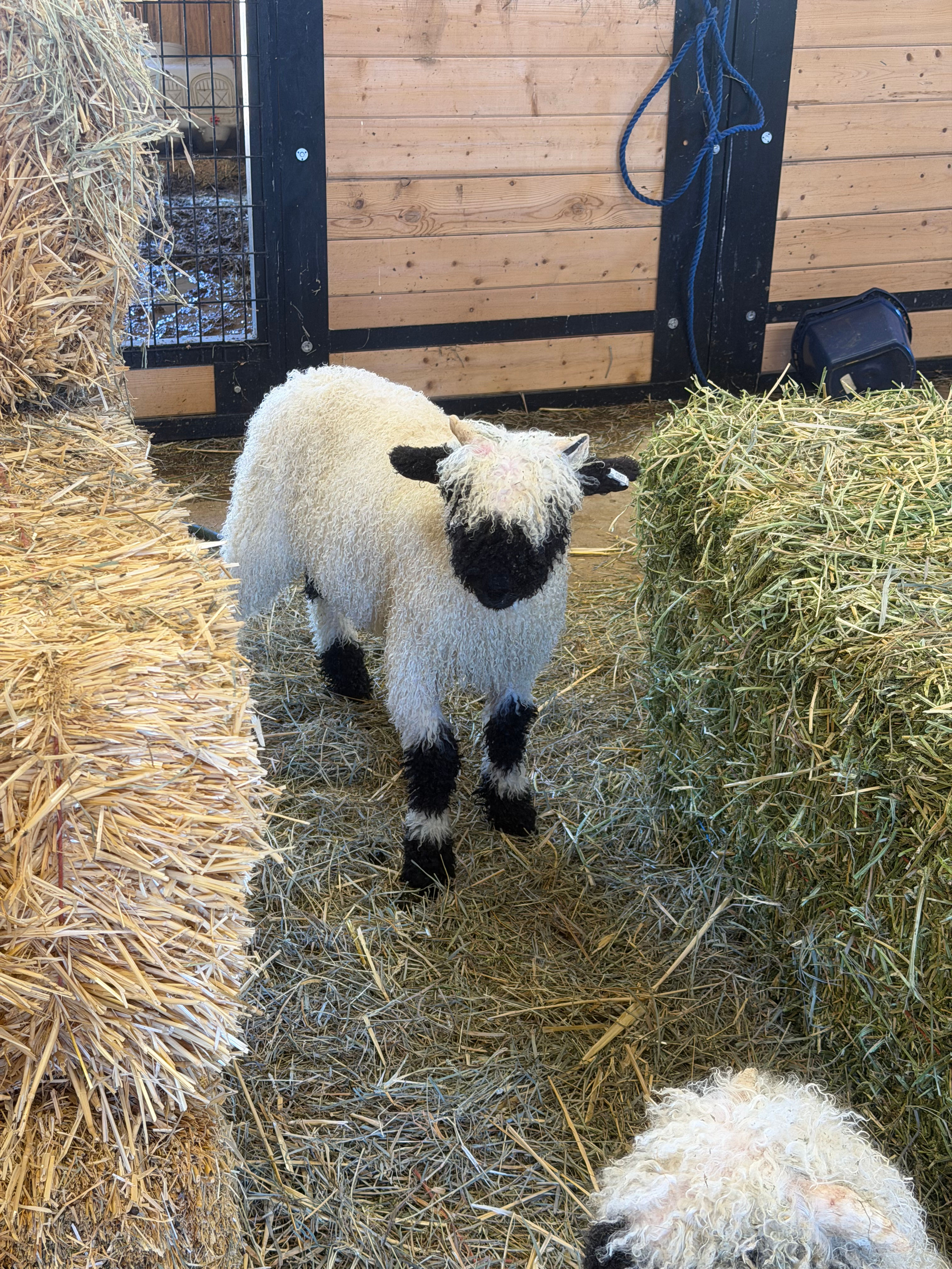 F5 American pure bred valais blacknose ram lamb