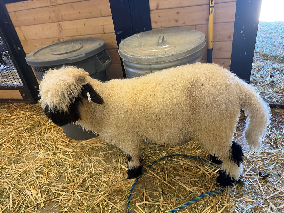 Thumbnail: F4 valais blacknose ram lamb