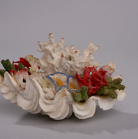 Shellfolk garden constructed from shells and coral, featuring red and green coral growths set among pale shell forms.