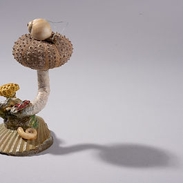 Shellfolk No 082