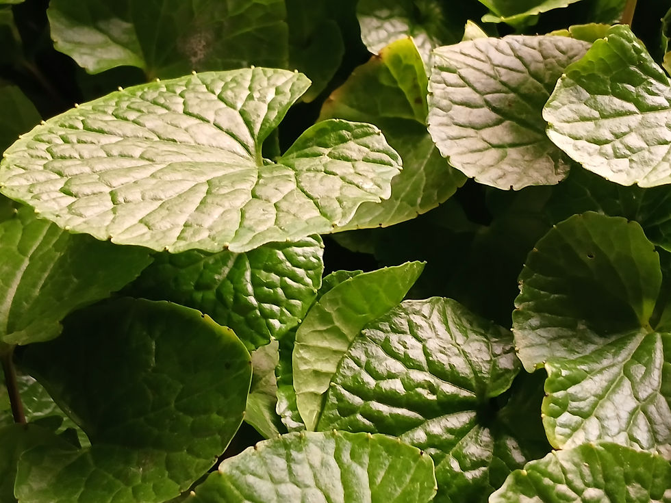 Small Wasabi Leaves from Majestic Wasabi Cultivators