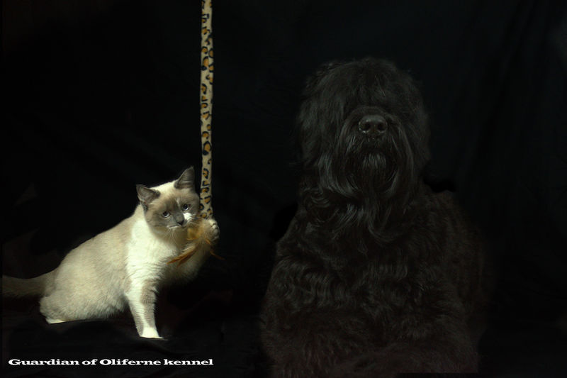 black russian terrier