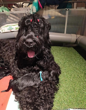 Terrier Noir Russe Dymka