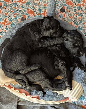 bebe terrier noir russe.